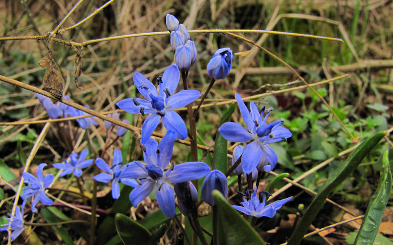 Scilla bifolia / Scilla silvestre